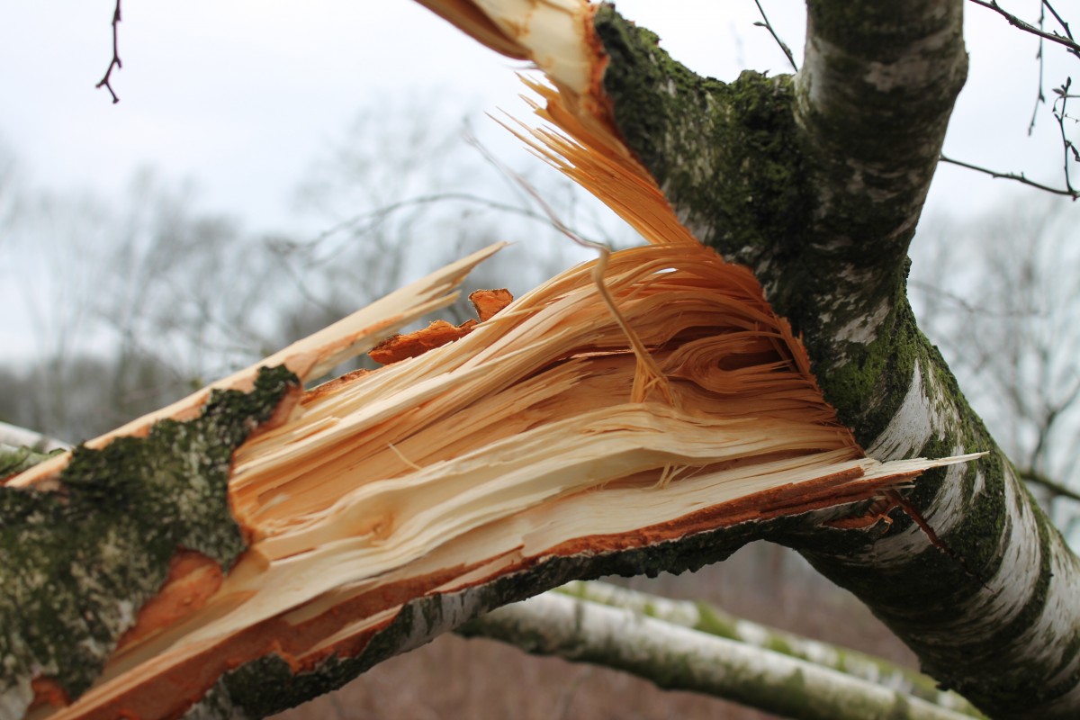Windbruch