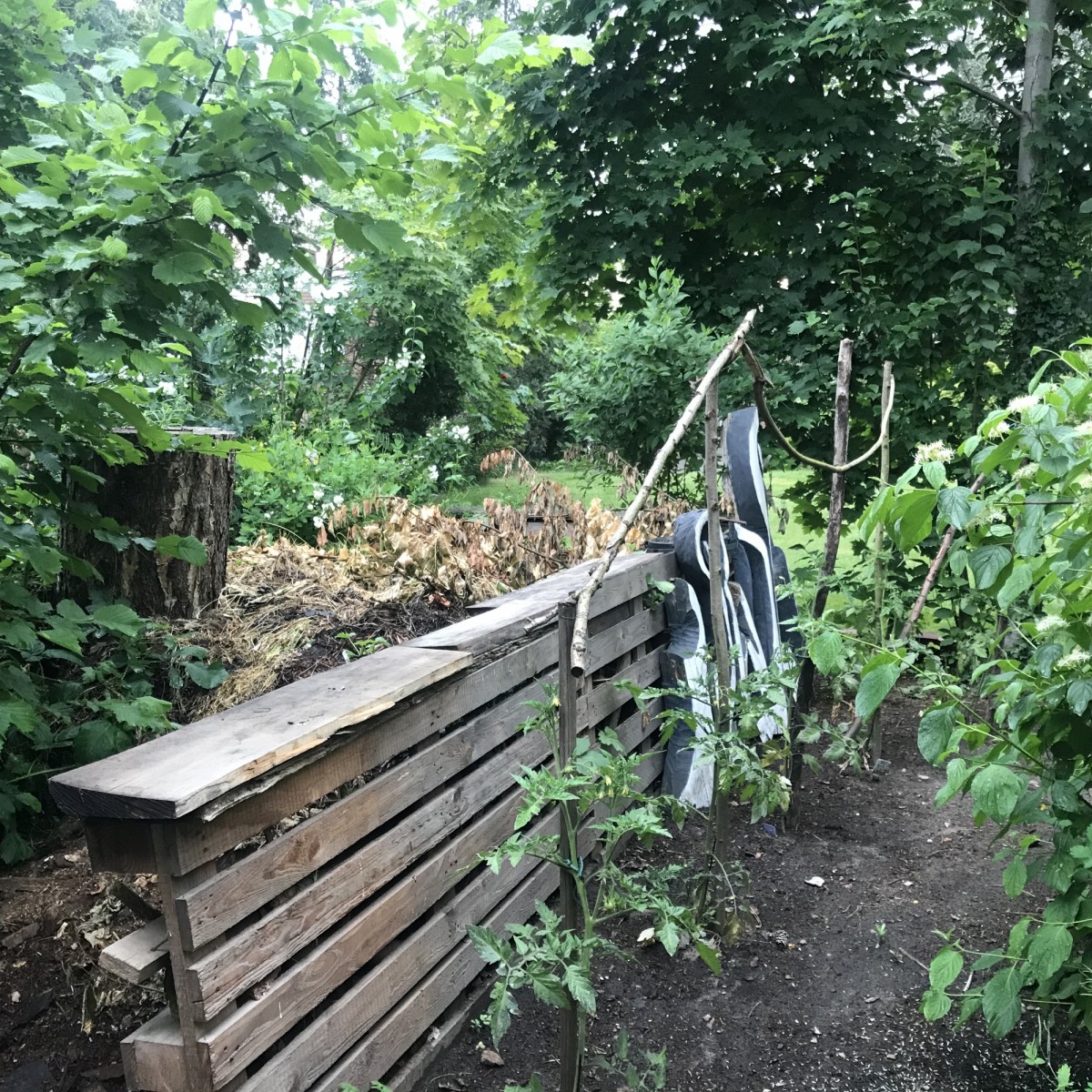 Gabys Tomatenplantage am Kompost