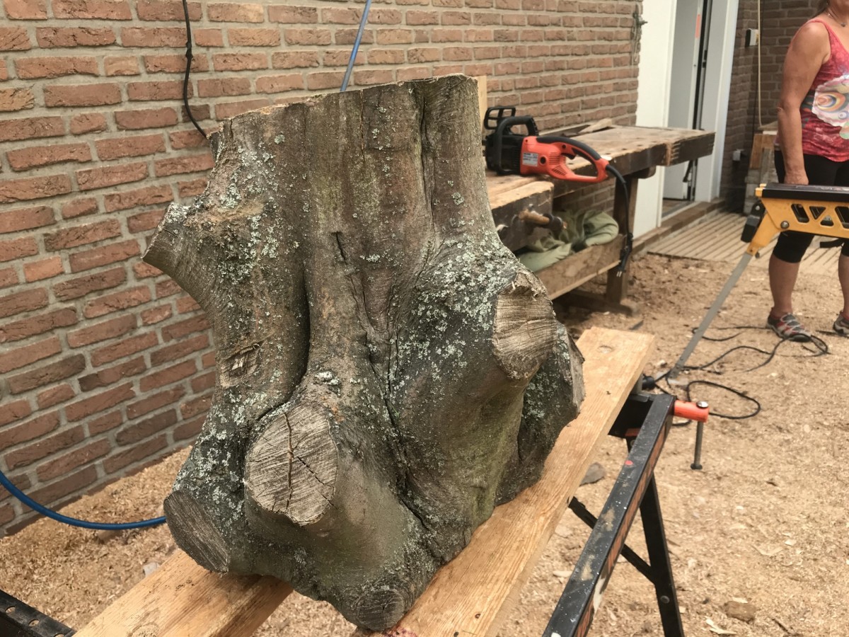 Ilonas Hainbuche