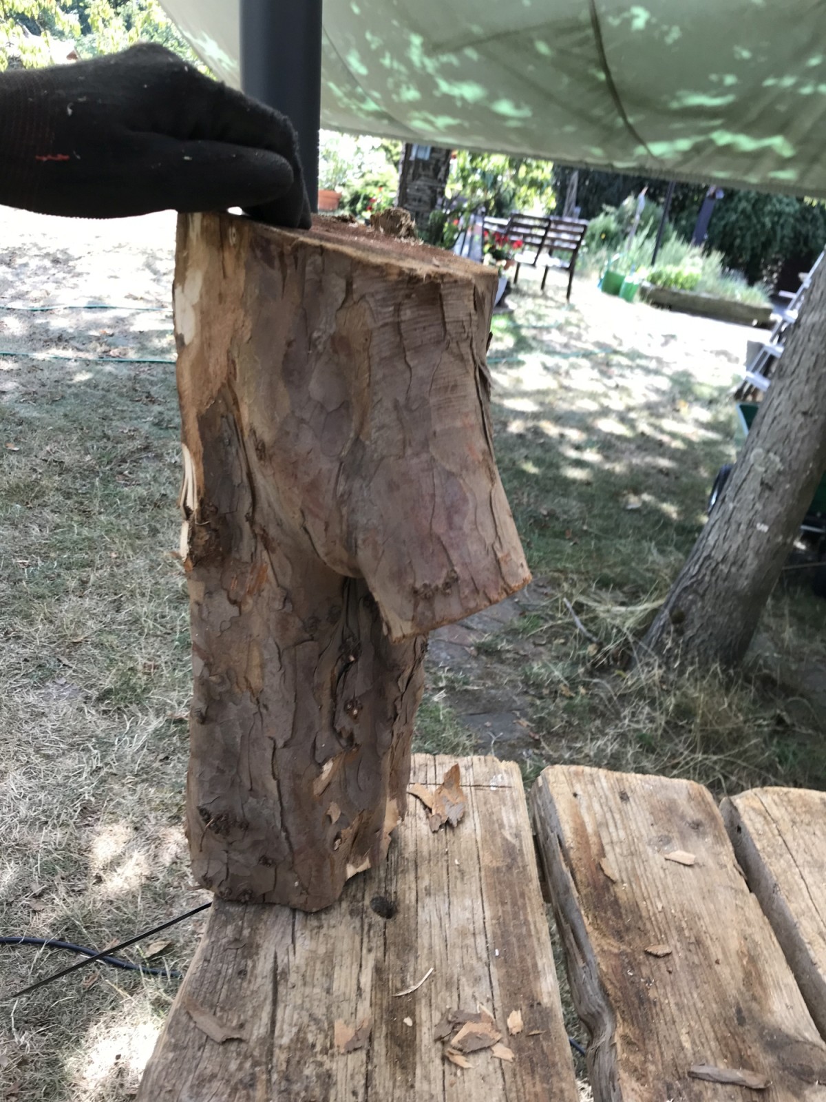Kommen wir zum Holz - Kerstins Eibe