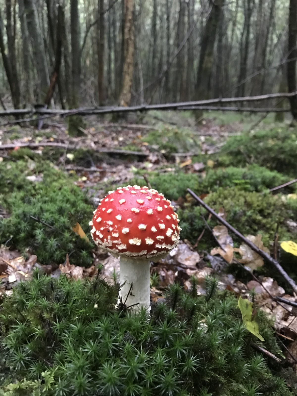 Rotkäppchen - nicht essen Kinder!