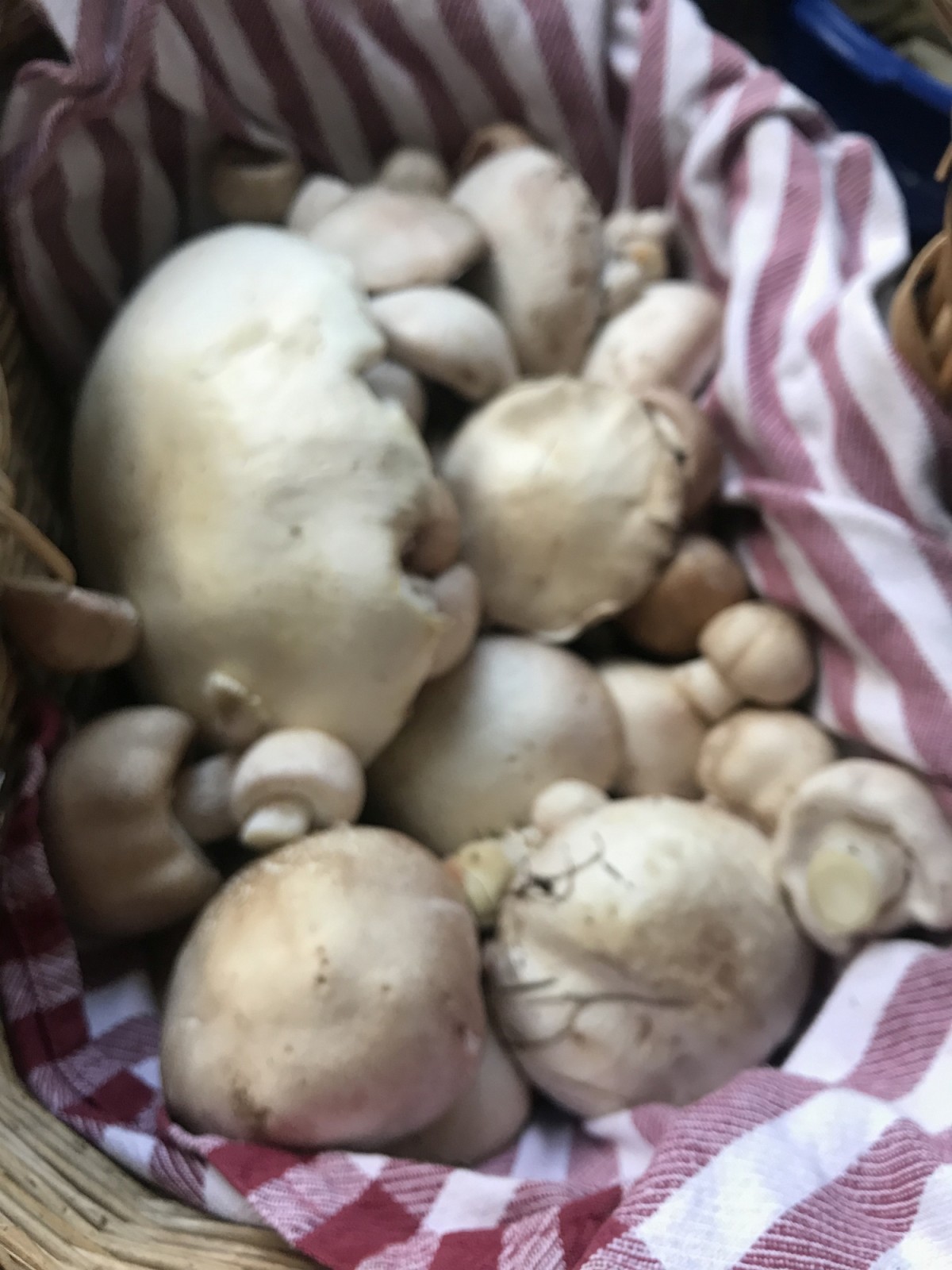 We are the Champignons. Macht doch mal einen Stuhlkreis.