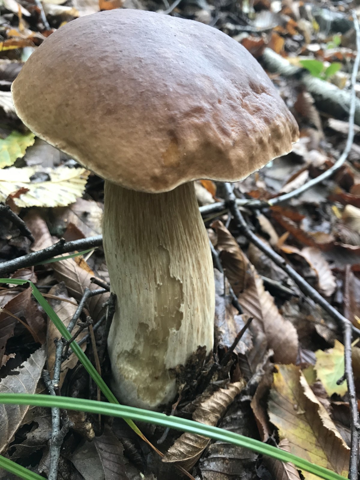 So sieht er aus, der Steinpilz