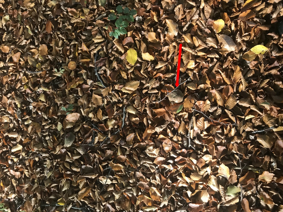 Beim Ersten helfe ich noch, aber wo sind die anderen sieben?