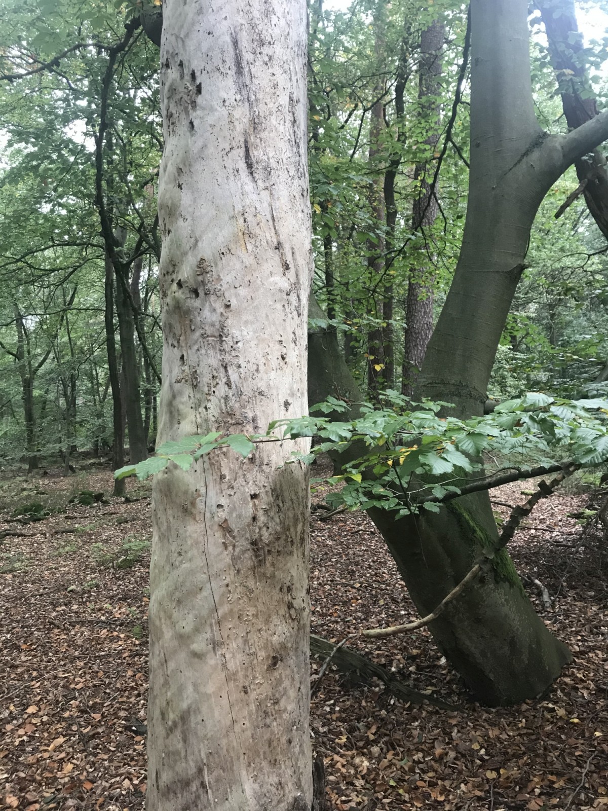 Oder einfach nur Waldsterben?