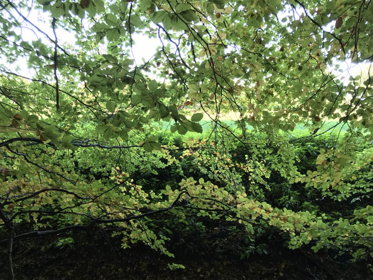 Schnell weg in den Wald
