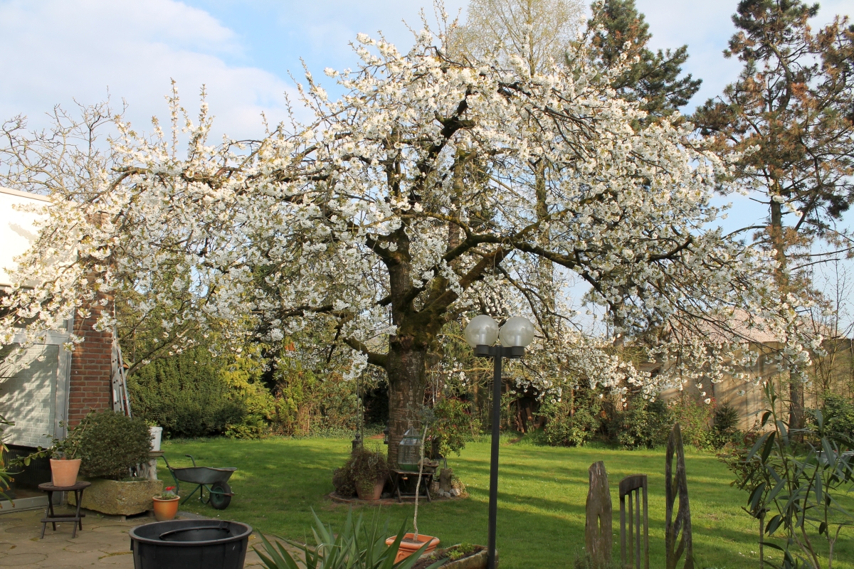 Frühling im Garten