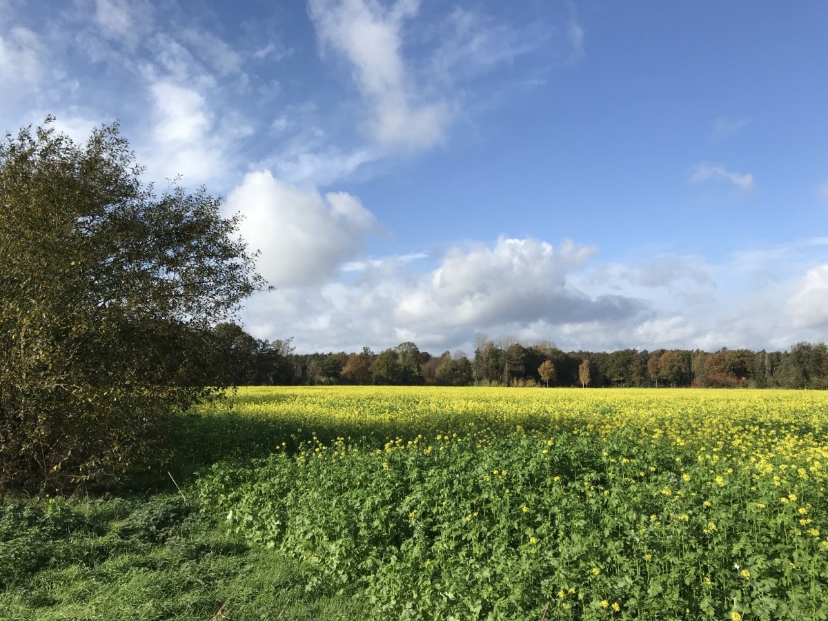zum Wald