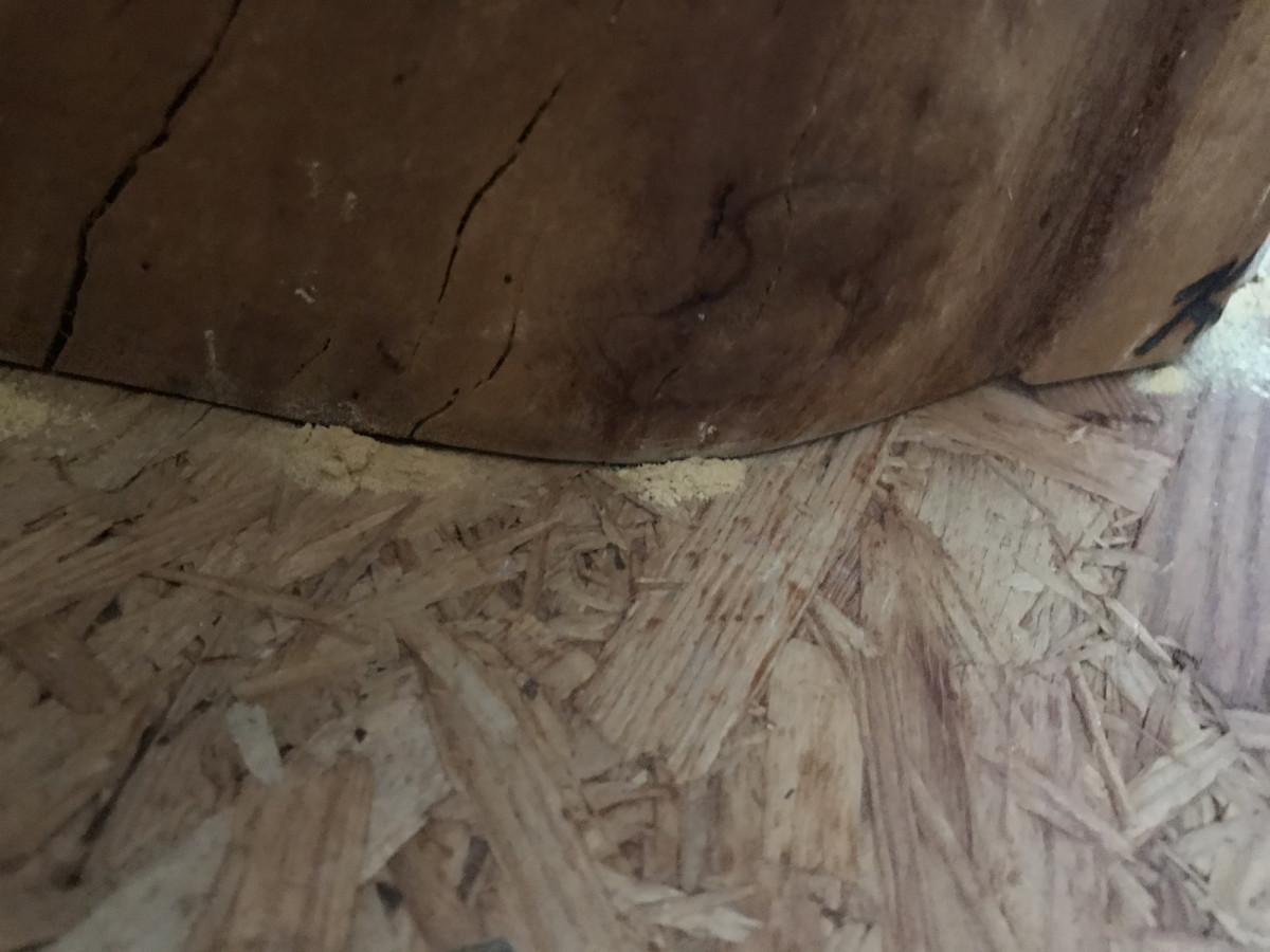 verräterisches Holzmehl am Boden