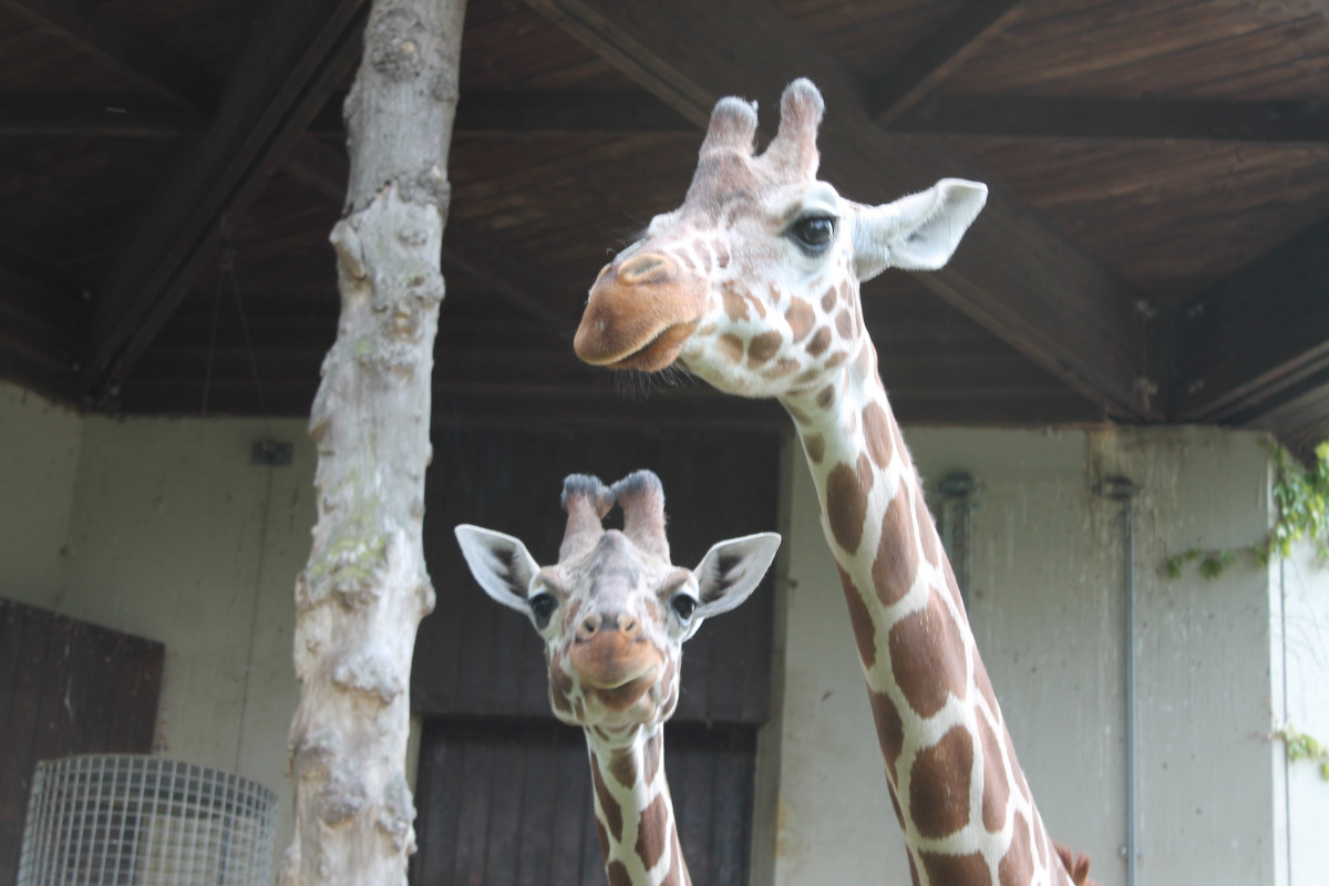 aus Münsters Zoo