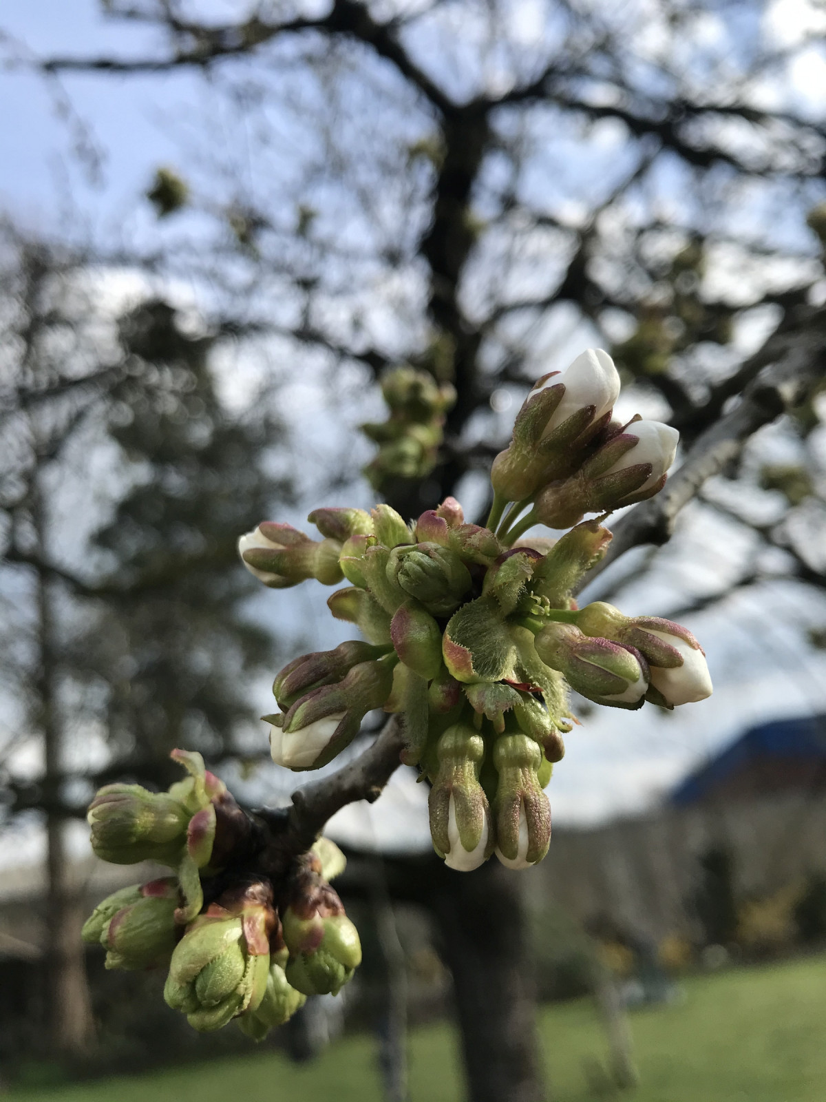 Der Kirschbaum hat das auch schon gemerkt