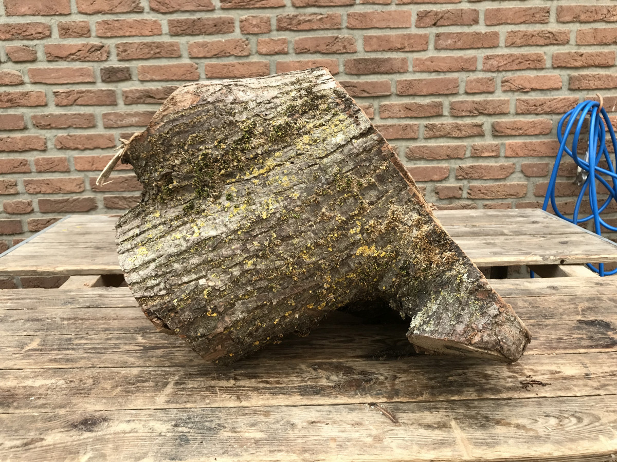 Andreas - Ulme