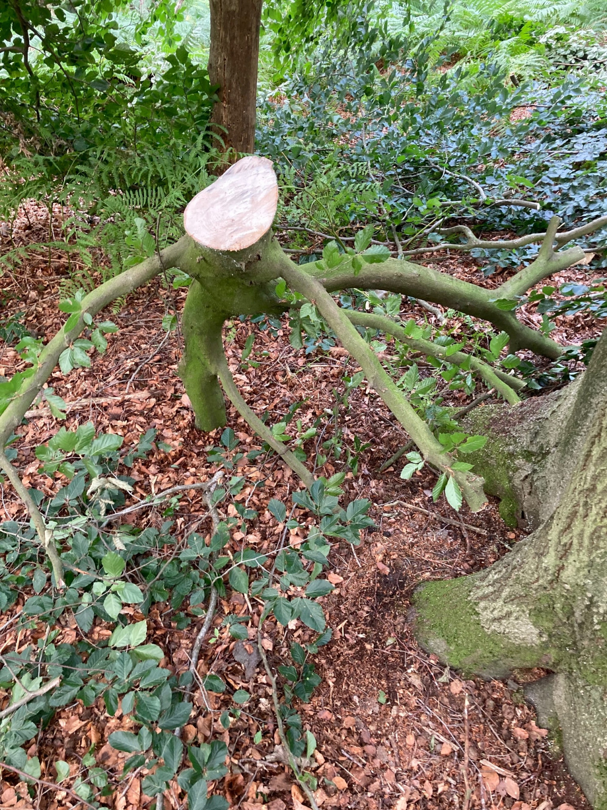 abgenabelt