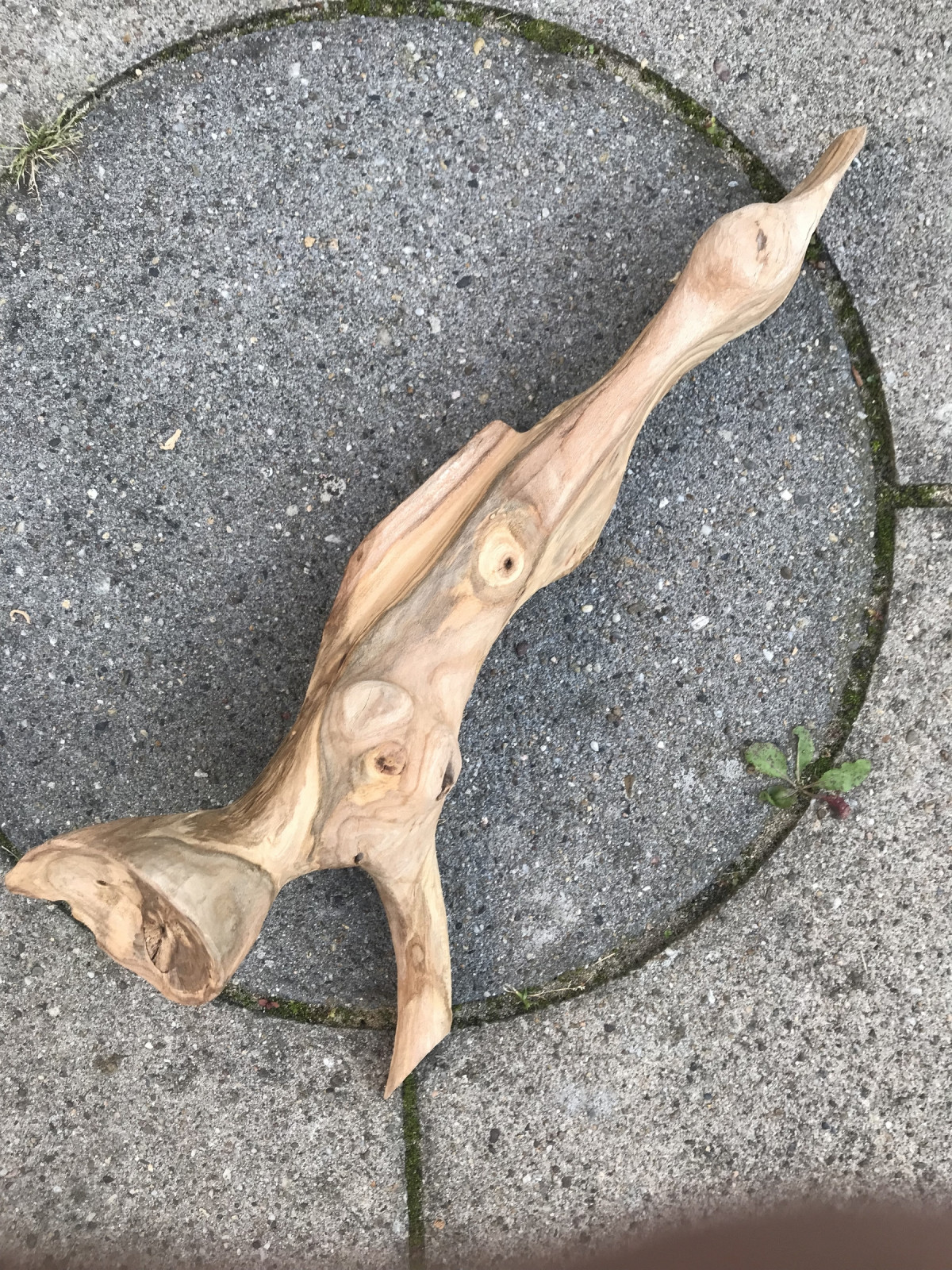 und als Vogel