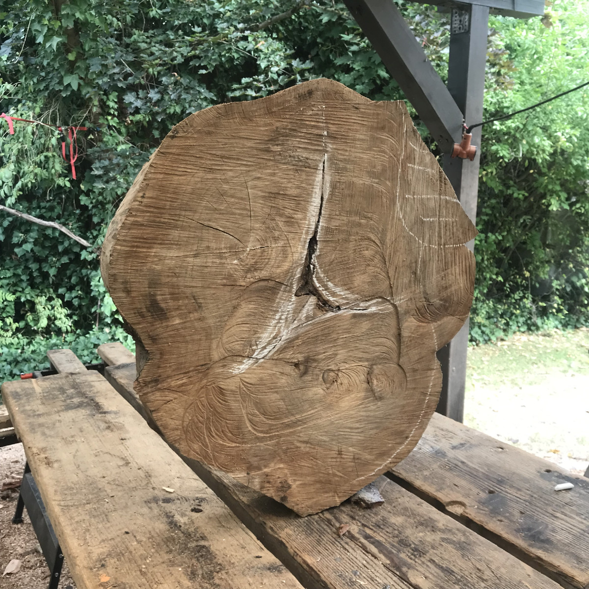 Trockene Ulme ist Hartholz.