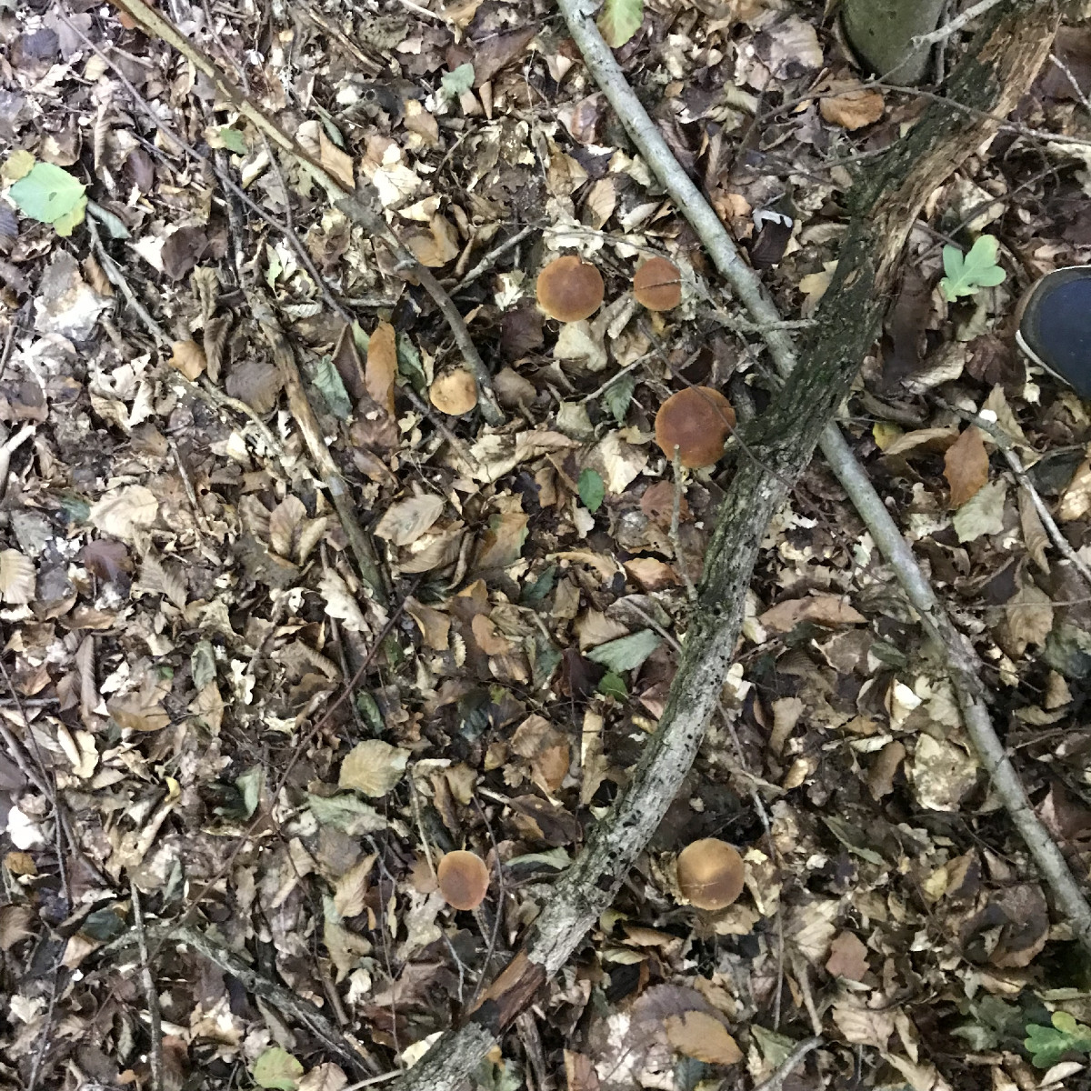 Ihr könnt raus kommen (Suchbild)