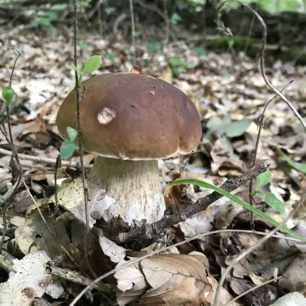 Husch ins Körbchen!