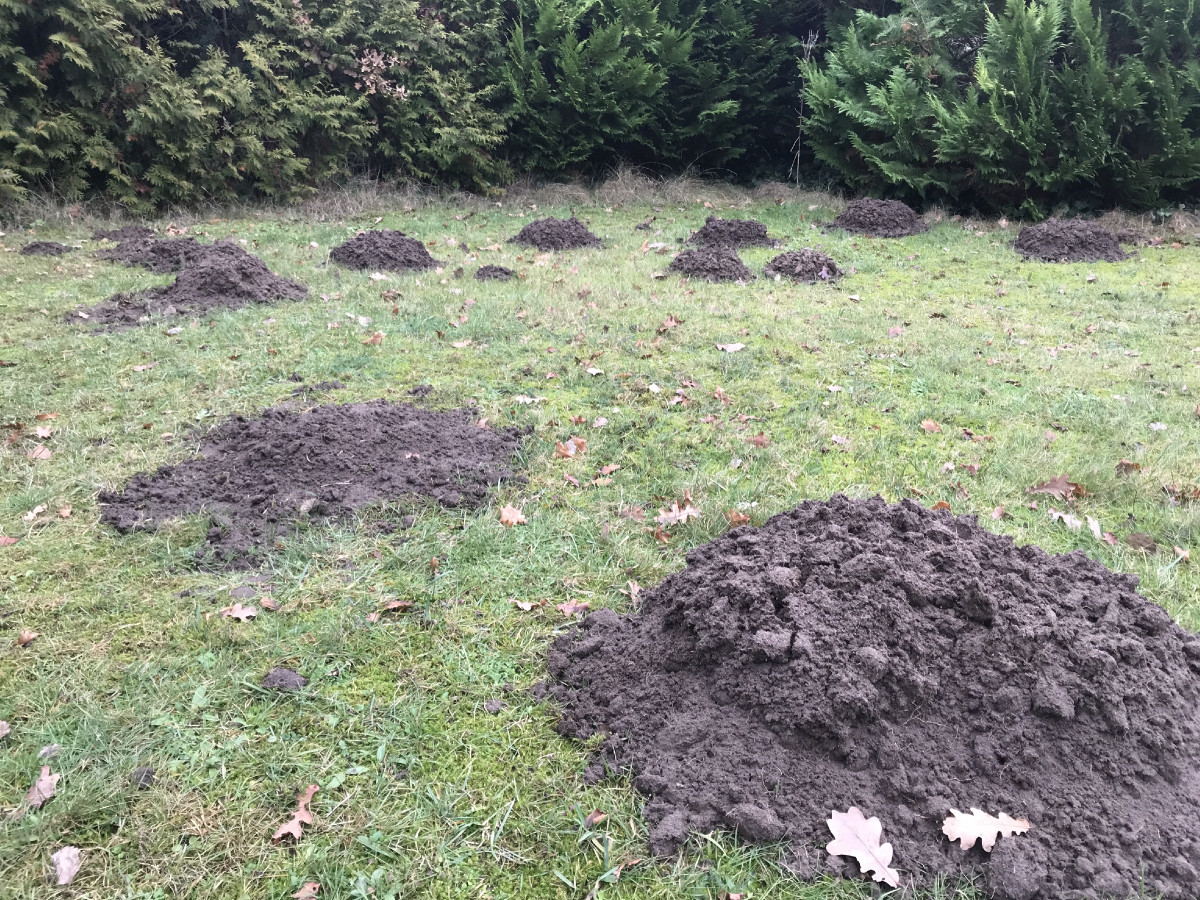 Meine Freunde von der Wühlfront verlangen volle Aufmerksamkeit.
