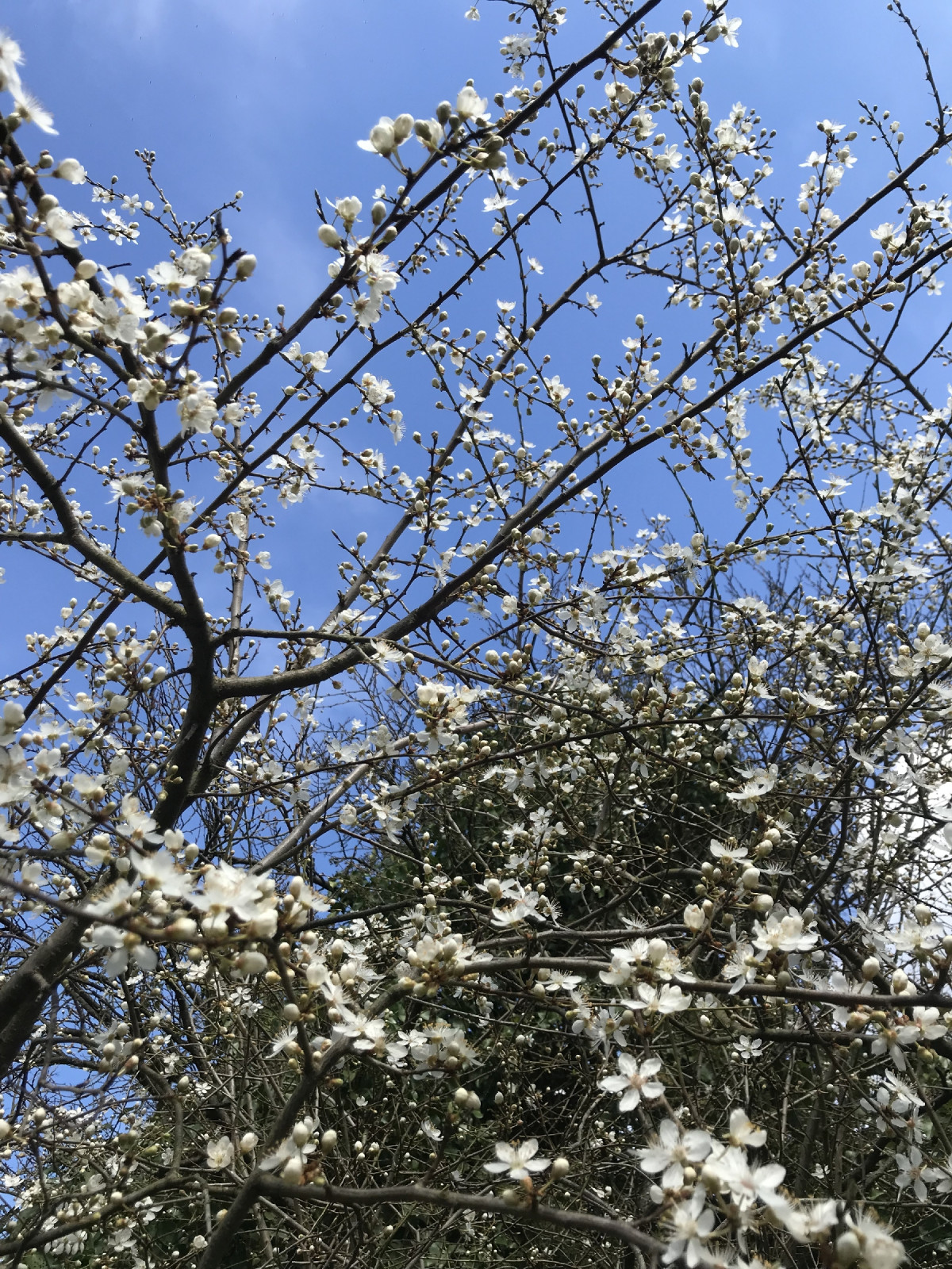 Heute ist aber erst mal Frühling.
