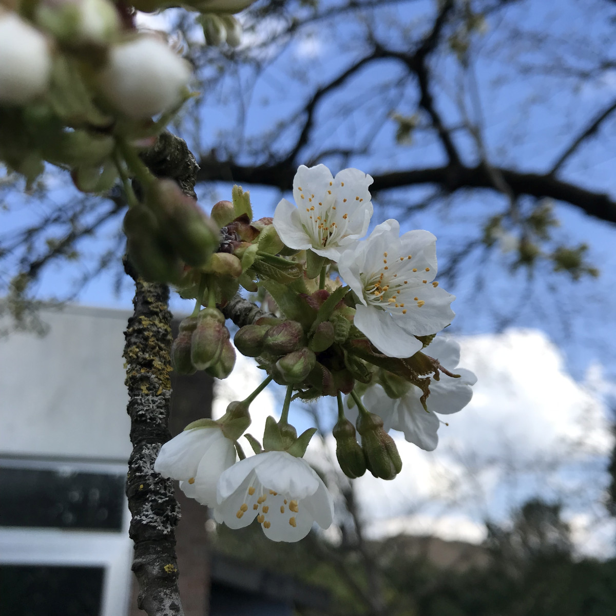 Der Kirschbaum beginnt zu blühen.