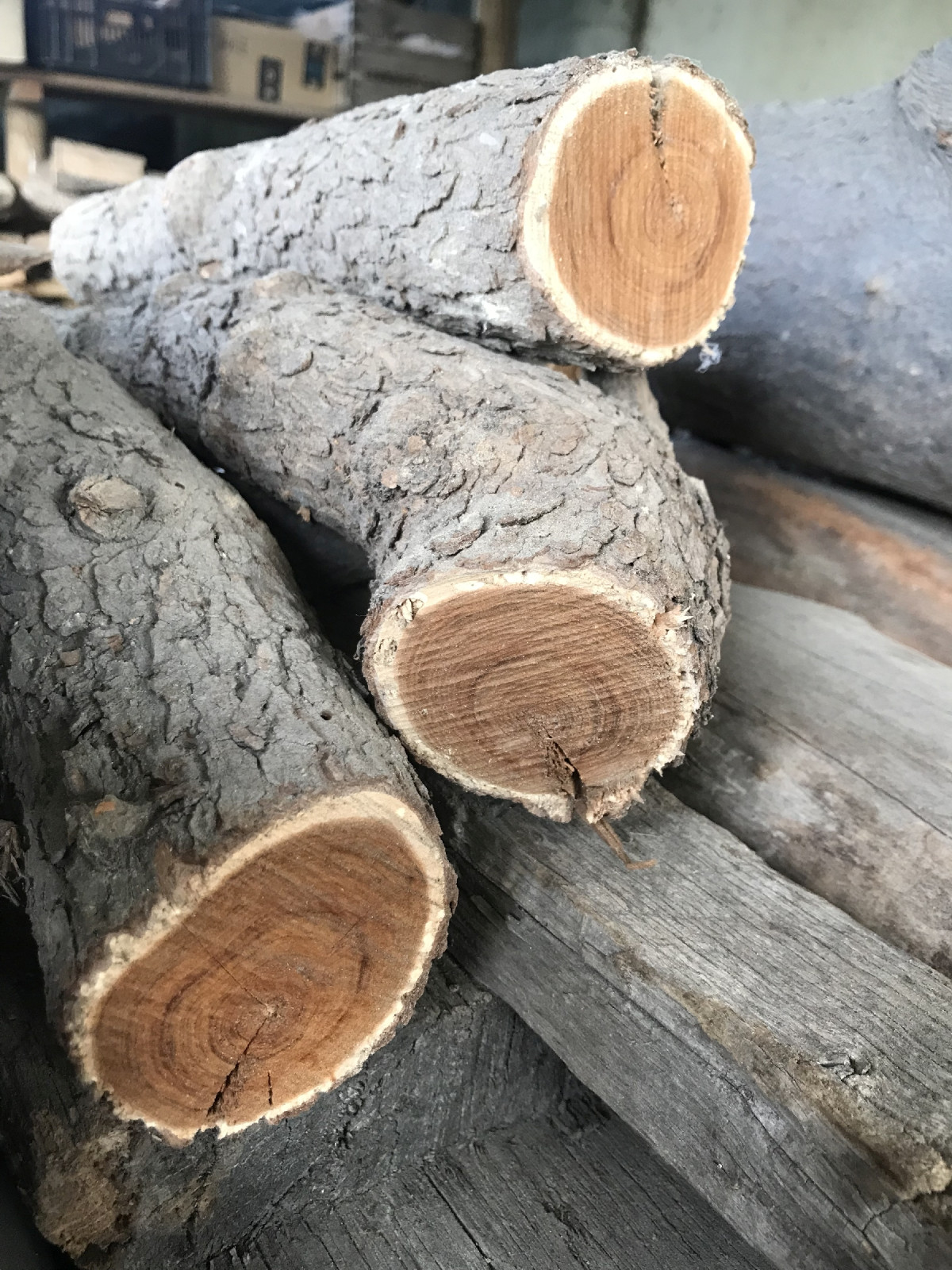 Essigbaum