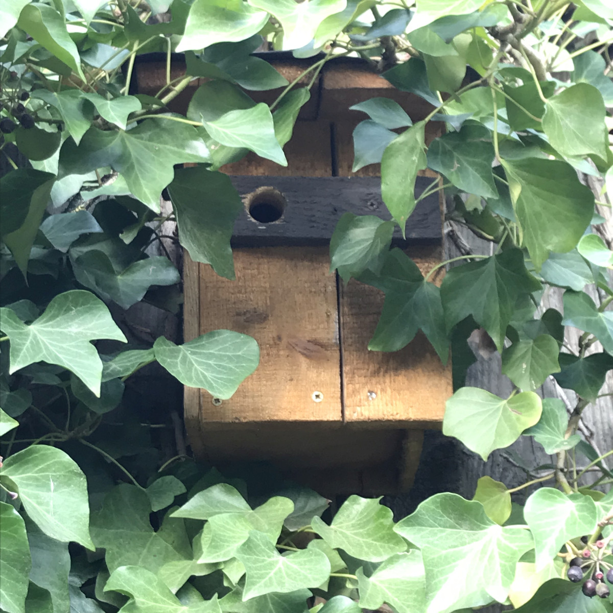 eine Brutstätte