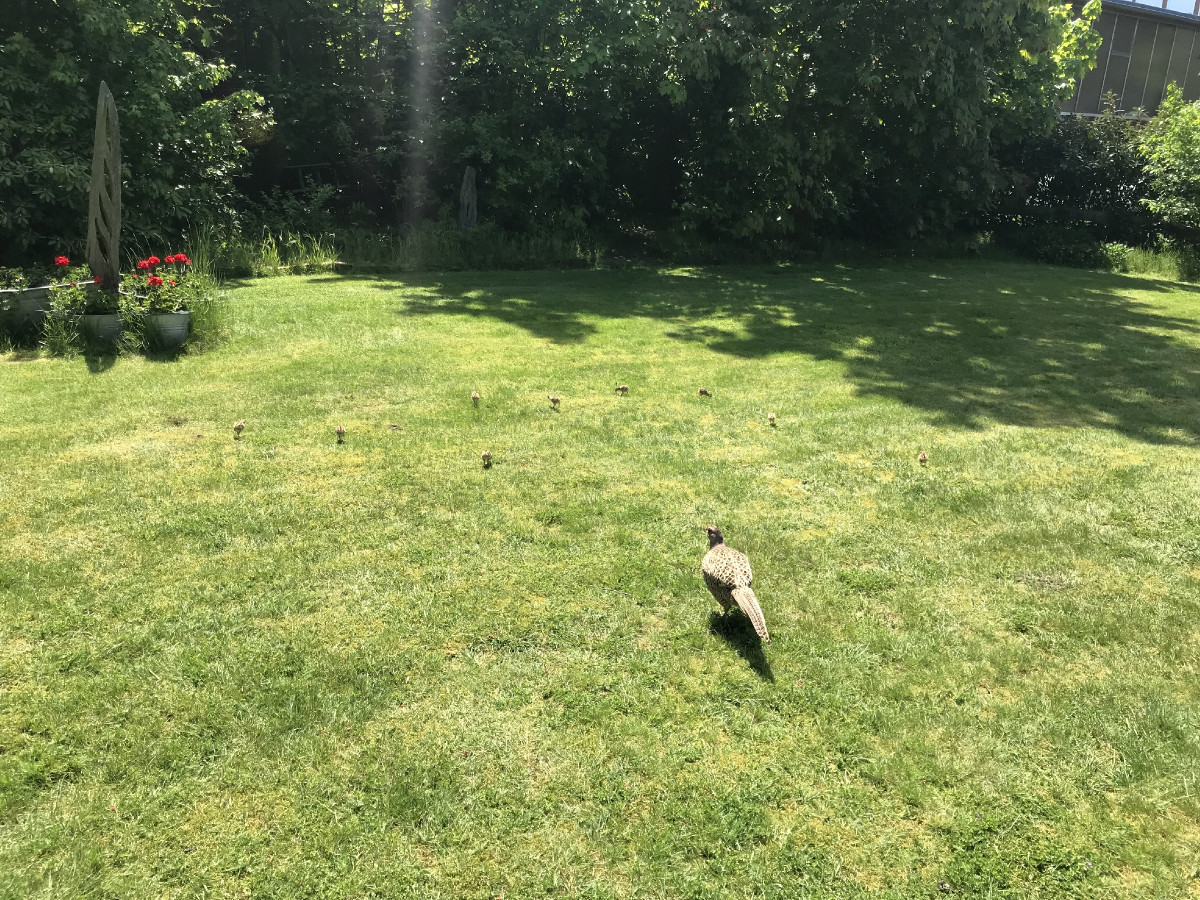 Ein erster Spaziergang im Garten.