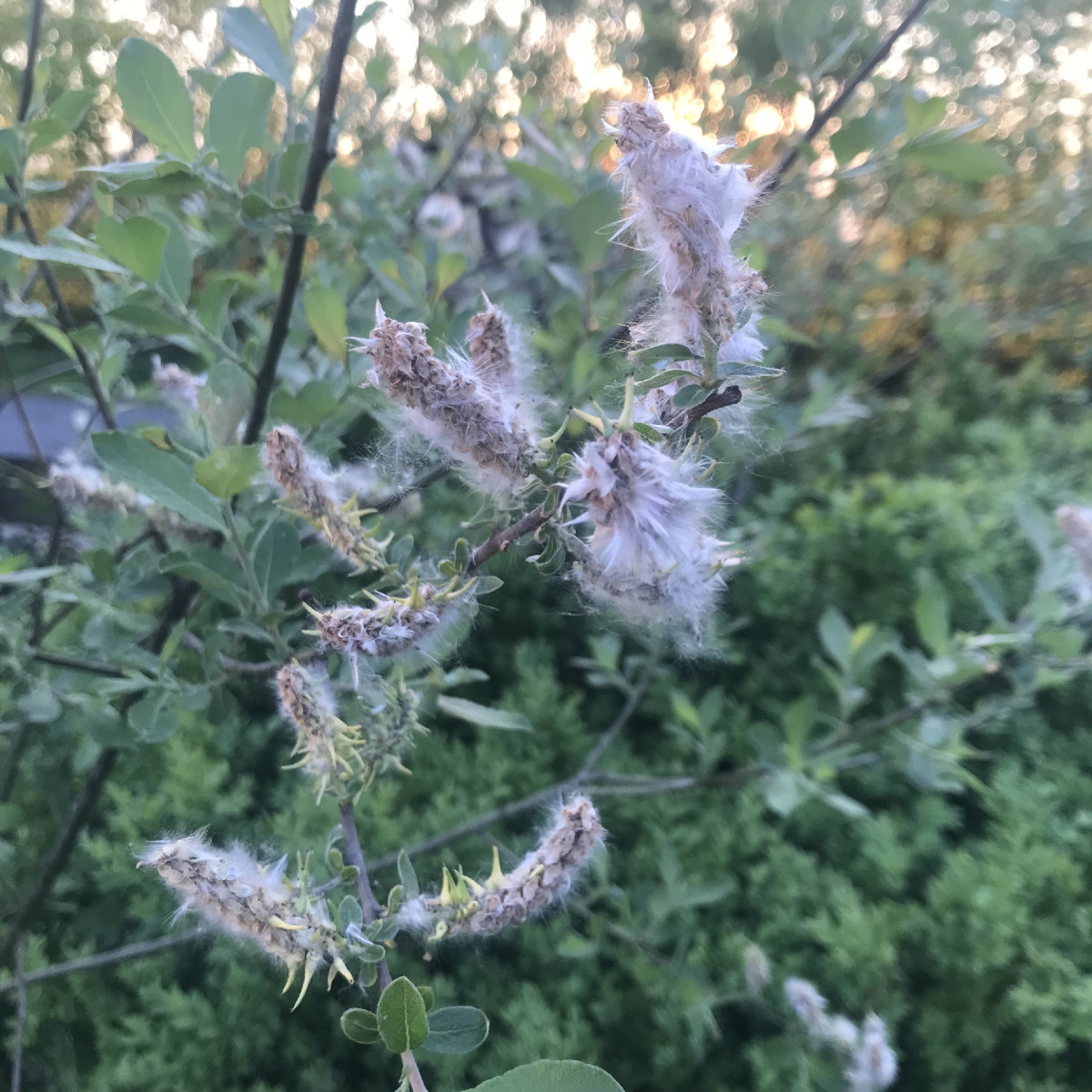 Hier kommen die Fusseln her, die sich auf der Terrasse sammeln.
