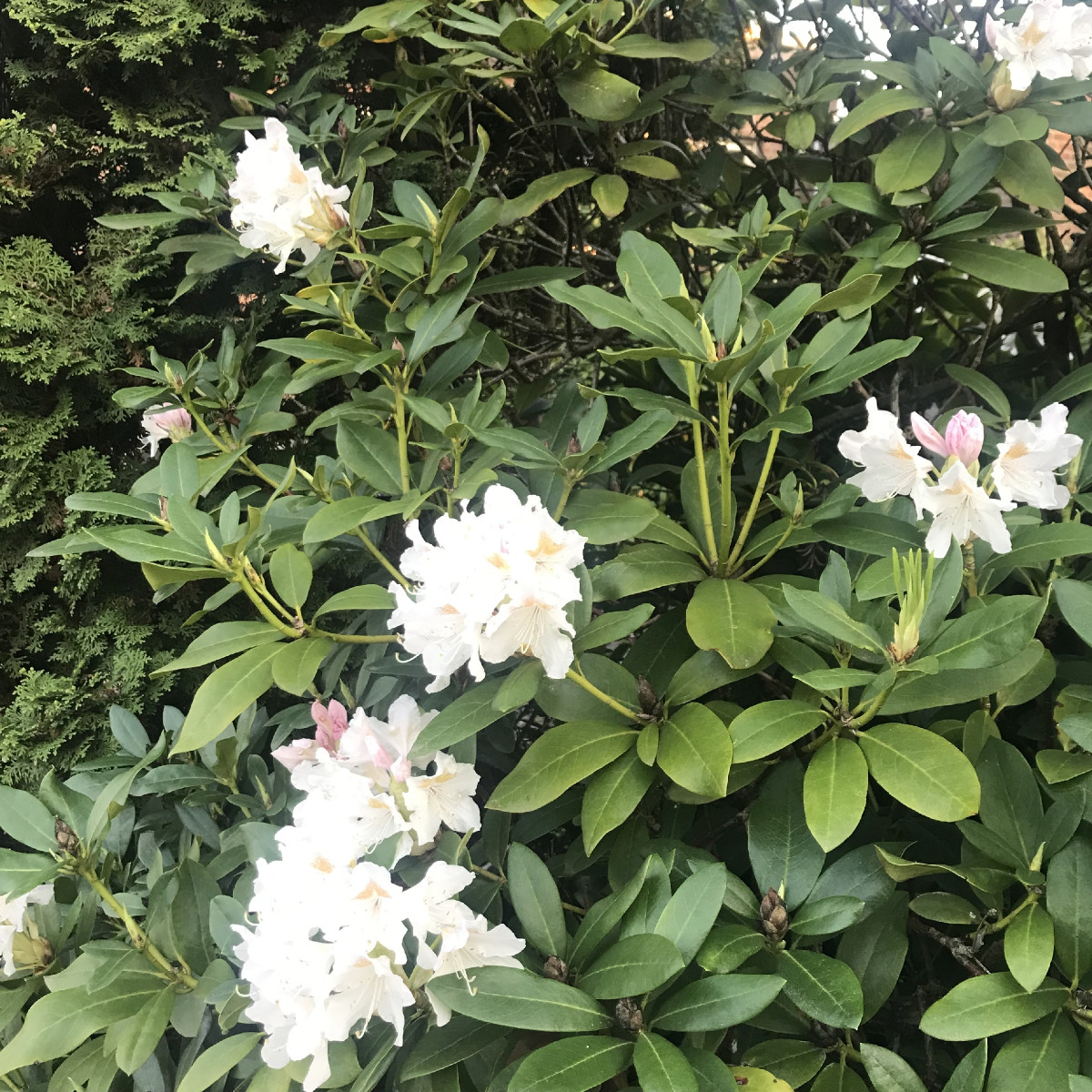 Wie schreibt man Rhododendron? Antwort: Alpenveilchen