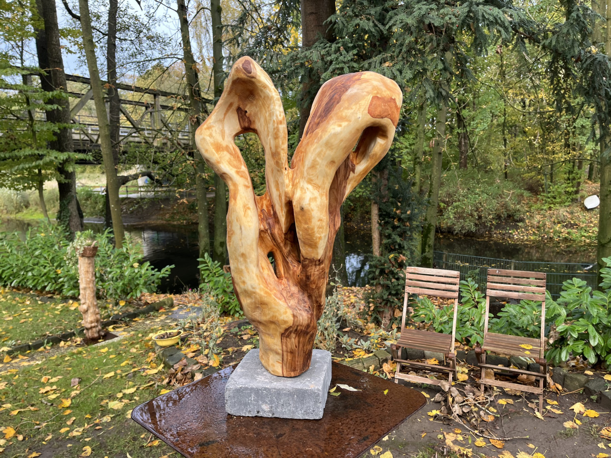 Caros Schönheit in Birke